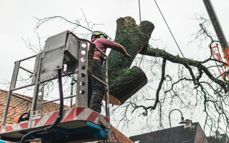 portion of tree cut