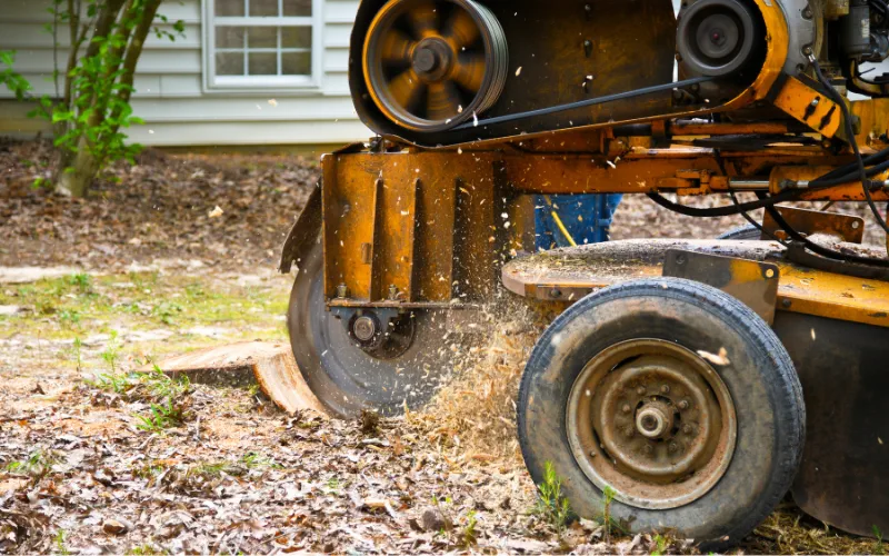 Tractor grinding a tree stump in Chandler Arizona, showcasing efficient stump removal services.