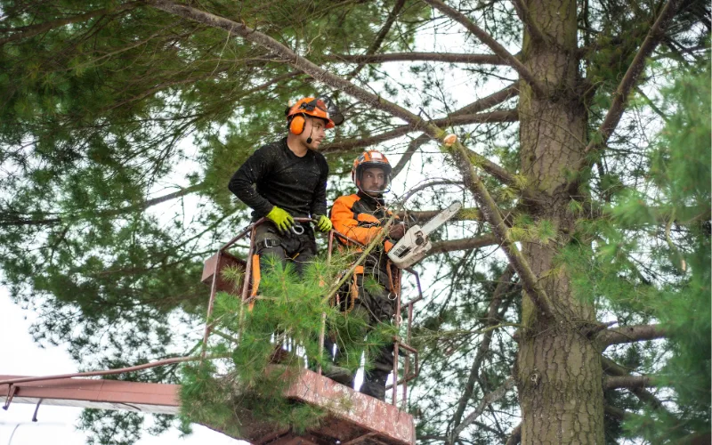 two guys up in tree cutting it